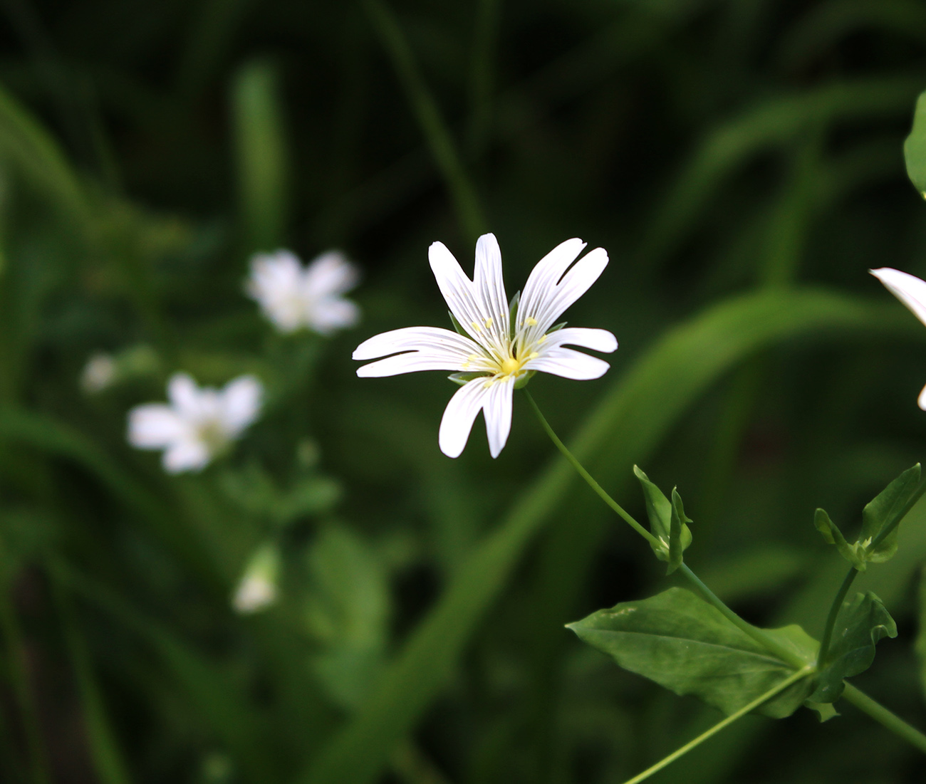 Изображение особи Cerastium davuricum.