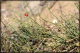 Ephedra distachya