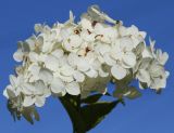 Hydrangea arborescens