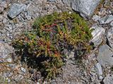Rhodiola gelida. Вегетирующие растения с галлами. Таджикистан, Фанские горы, перевал Алаудин, ≈ 3700 м н.у.м., каменистый сухой склон. 05.08.2017.