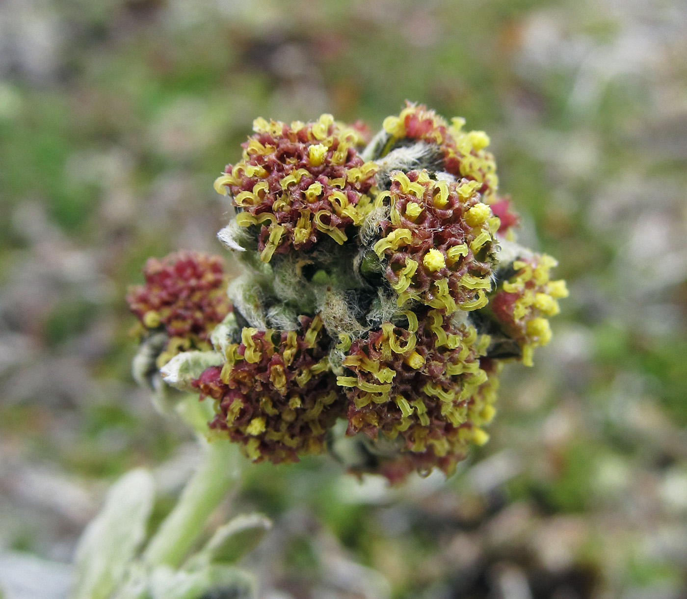 Изображение особи Artemisia furcata.