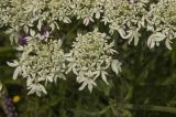 род Heracleum. Часть соцветия. Кабардино-Балкария, Эльбрусский р-н, склон горы Чегет. Начало августа 2010 г.