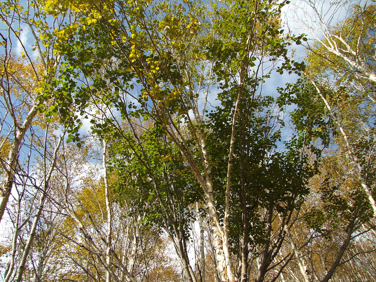 Изображение особи Betula lanata.