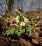 Corydalis solida