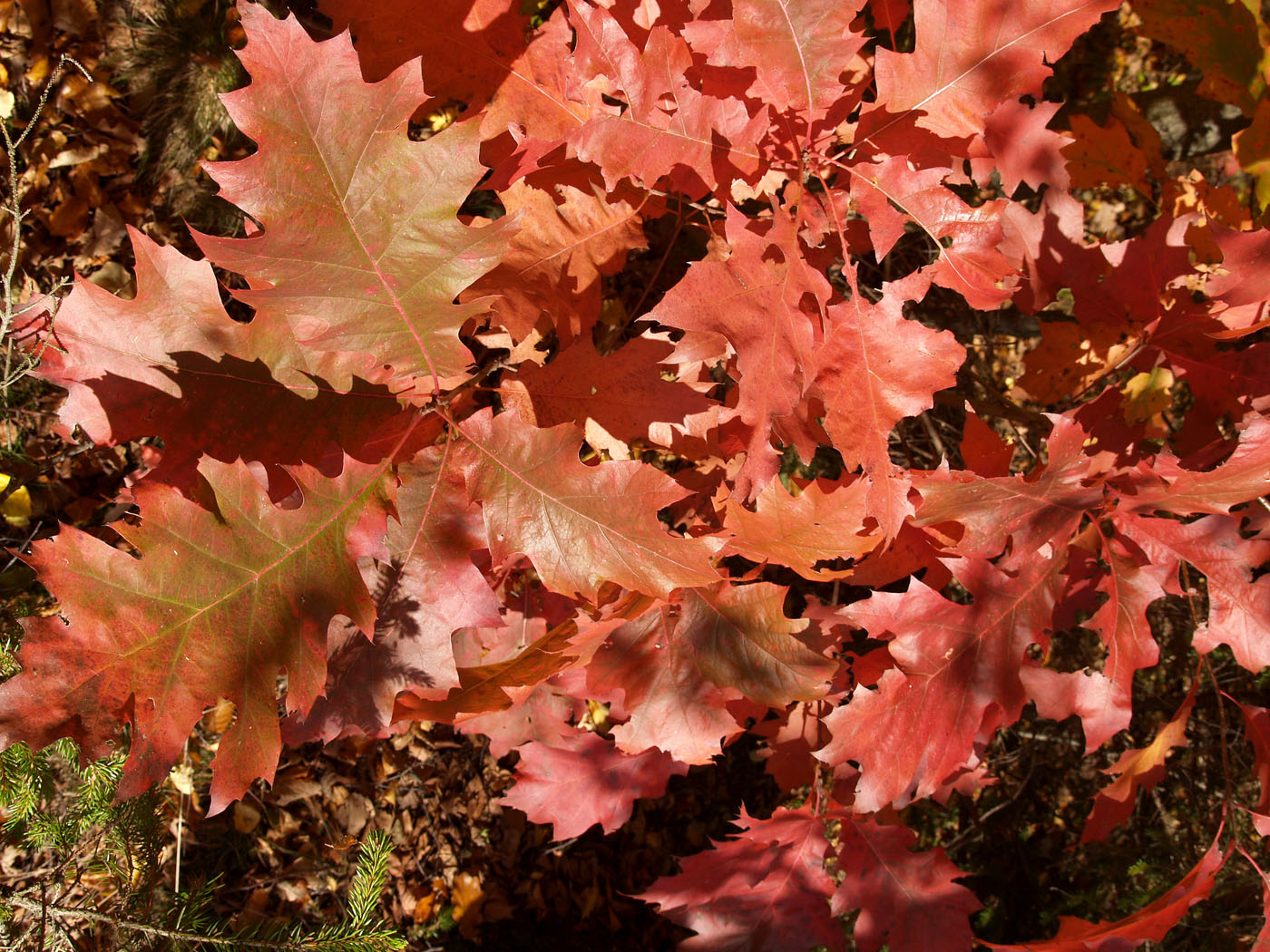 Изображение особи Quercus rubra.