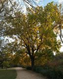 Carya illinoinensis. Дерево в осенней окраске. Крым, г. Симферополь, ботсад университета. 05.11.2018.