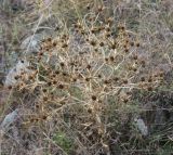 Eryngium campestre