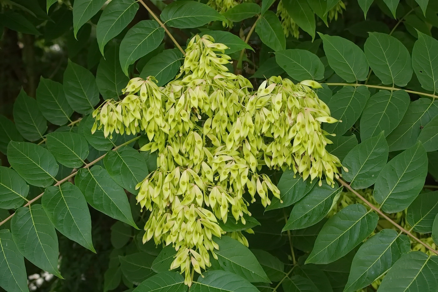 Изображение особи Ailanthus altissima.