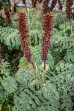 Melianthus major. Верхушки побегов с соцветиями. Испания, Каталония, г. Барселона, гора Монжуик, в культуре. 30.03.2019.