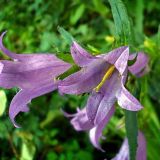 Campanula trachelium. Цветки. Хорошо видно опушение венчика. Чувашия, окр. г. Шумерля, пойма р. Сура, Наватские пески. 10 июля 2008 г.