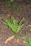 Athyrium filix-femina