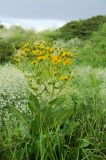 Inula macrophylla