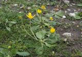 Ranunculus bullatus