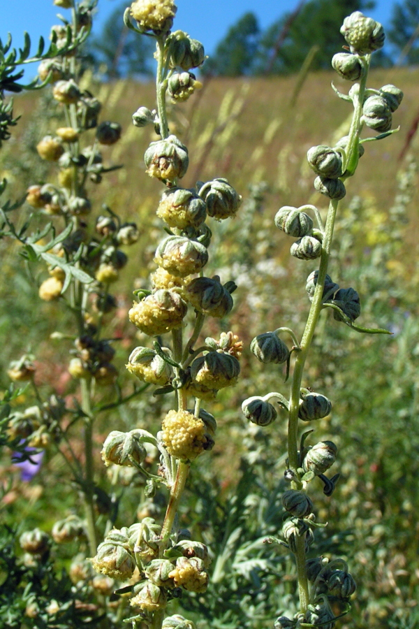 Изображение особи Artemisia macrantha.