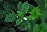 Rubus nessensis