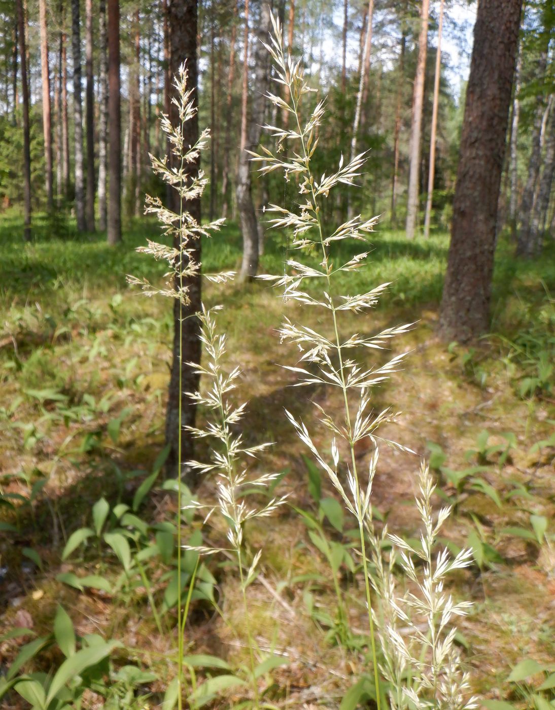 Изображение особи Calamagrostis arundinacea.