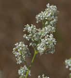 Lepidium latifolium