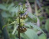 Bidens cernua