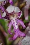 Orchis militaris. Цветок. Республика Татарстан, Спасский р-н, ур. Ясачка. 08.06.2010.