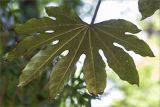 Fatsia japonica