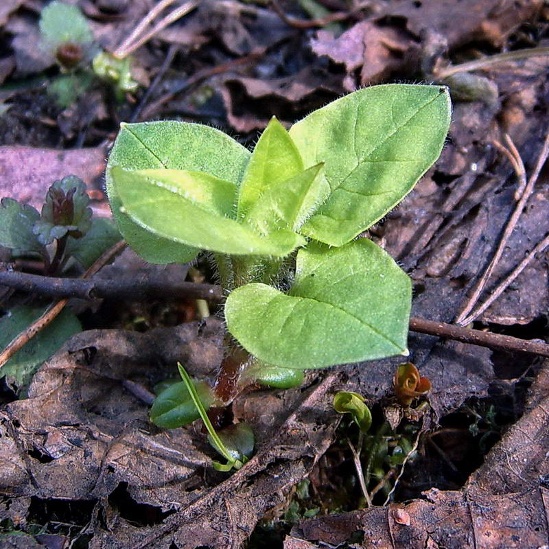 Image of Stellaria nemorum specimen.