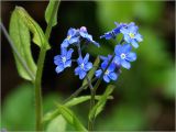 Myosotis sylvatica