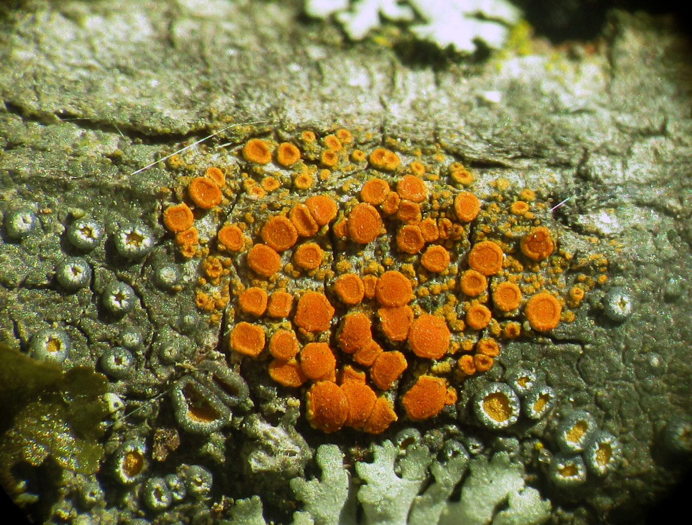 Изображение особи Caloplaca ferruginea.