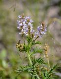 Astragalus sulcatus. Верхушка цветущего растения. Алтайский край, Романовский р-н, окр. с. Гуселетово, берег оз. Мормышанское, край солончака. 26.06.2021.