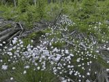 Eriophorum vaginatum