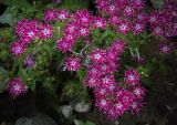 Phlox drummondii