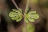 Veronica triphyllos