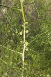 Asparagus dauricus. Часть ветви с незрелыми плодами. Бурятия, Заиграевский р-н, откос возле моста через р. Уда. 27.06.2020.