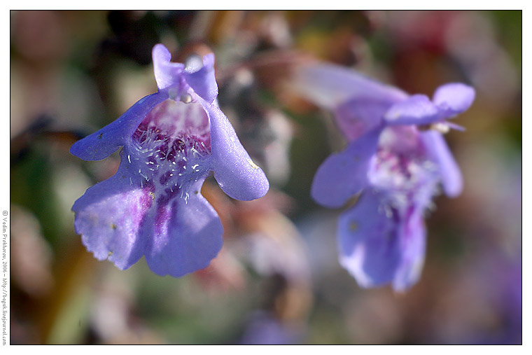 Изображение особи Glechoma hederacea.