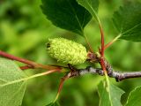 род Betula