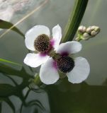 Sagittaria sagittifolia