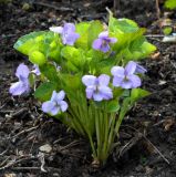 Viola brachysepala