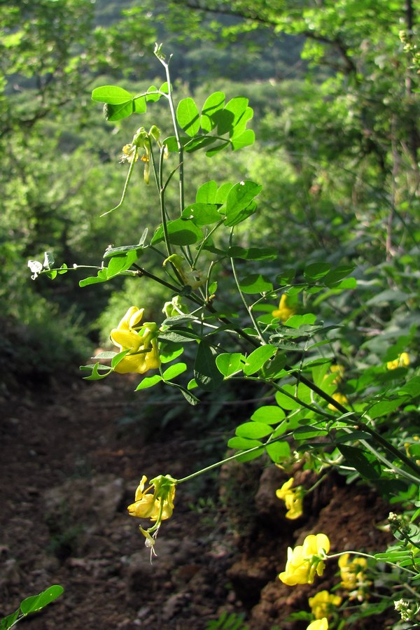 Изображение особи Hippocrepis emeroides.