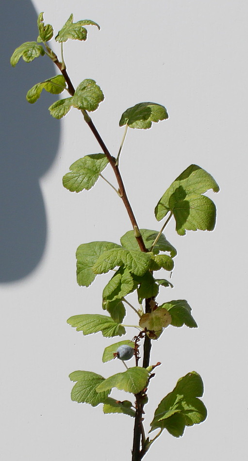 Изображение особи Ribes sanguineum.