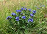 Gentiana septemfida