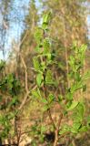 Salix hastata. Веточка с женскими соцветиями. Архангельская обл., Пинежский р-н, окр. Пинежского заповедника, малый луг в лесу у небольшой реки. 28.05.2013.