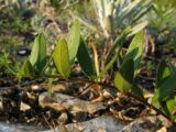 Vinca herbacea. Верхушка побега. Краснодарский край, Новороссийский р-н, окр. пос. Абрау-Дюрсо, можжевеловое редколесье. 14.07.2013.