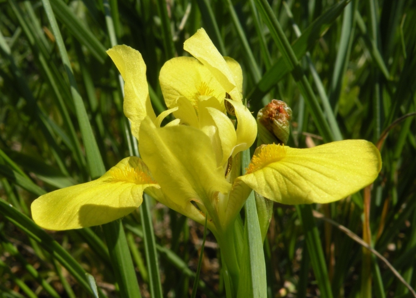 Изображение особи Iris pineticola.