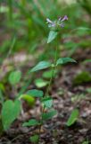 Clinopodium vulgare