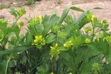 Ranunculus muricatus. Побеги с цветками и плодами. Крым, Севастополь, Балаклава. 05.05.2014.