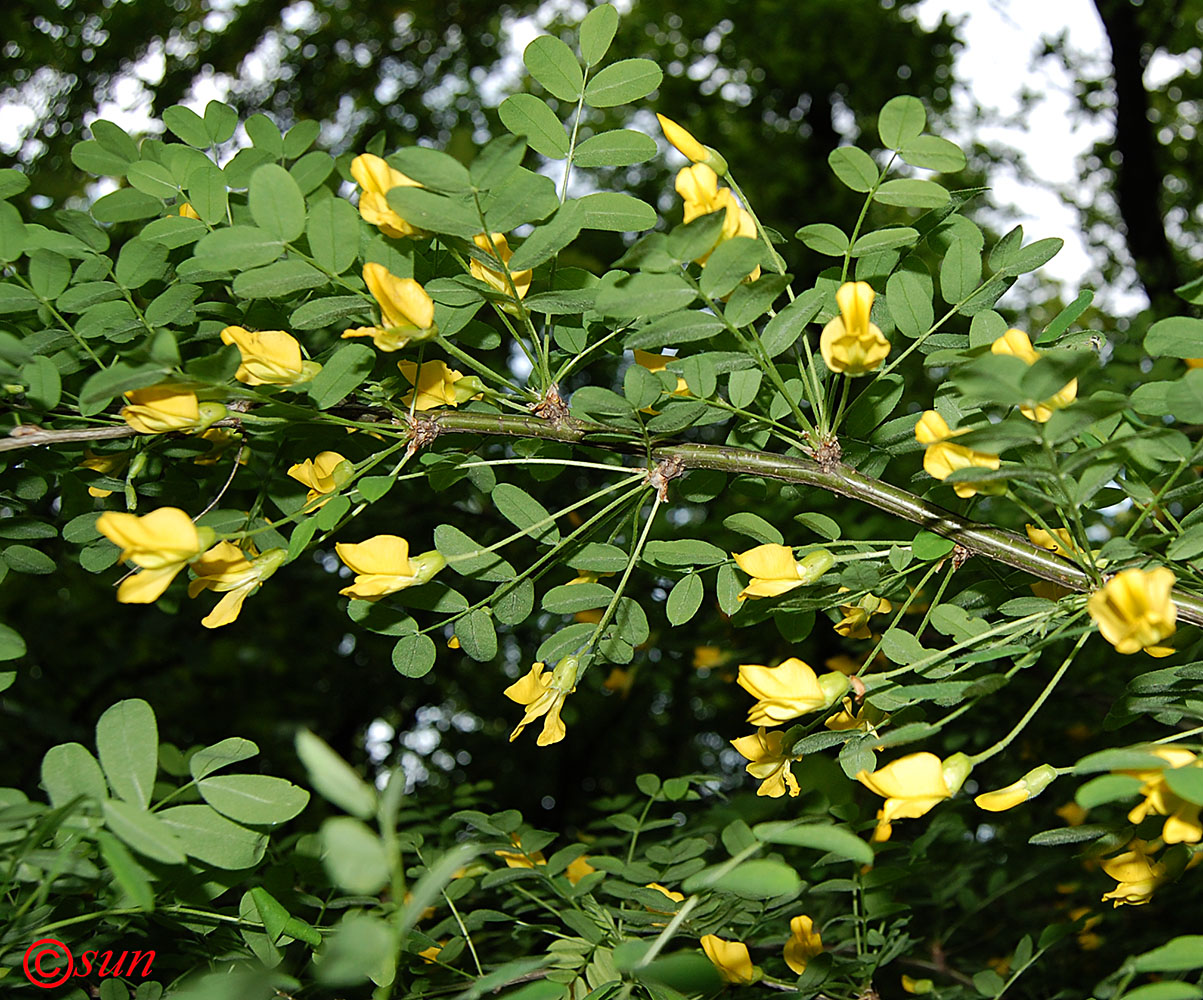 Изображение особи Caragana arborescens.