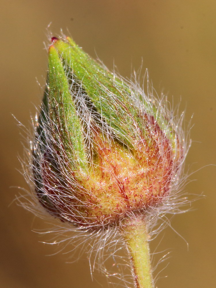 Изображение особи Potentilla recta ssp. pilosa.