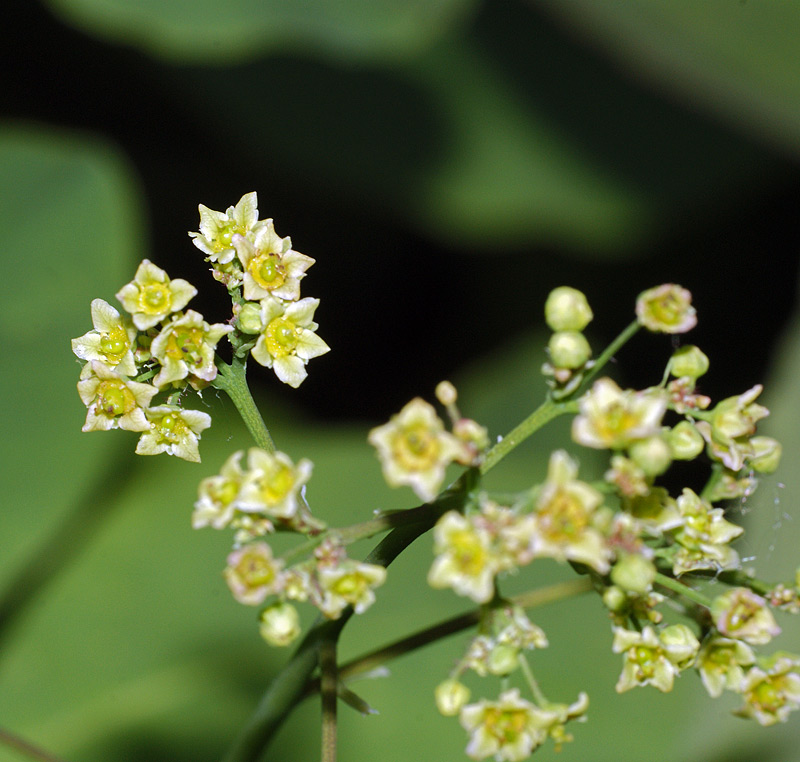 Изображение особи Cotinus coggygria.