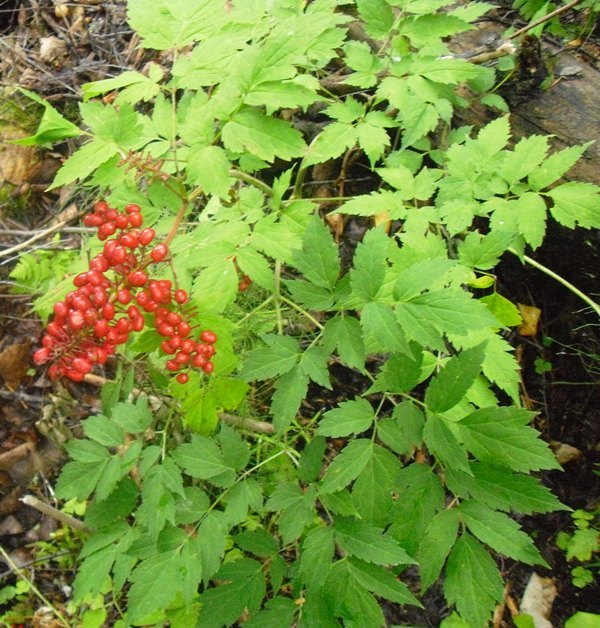 Изображение особи Actaea erythrocarpa.