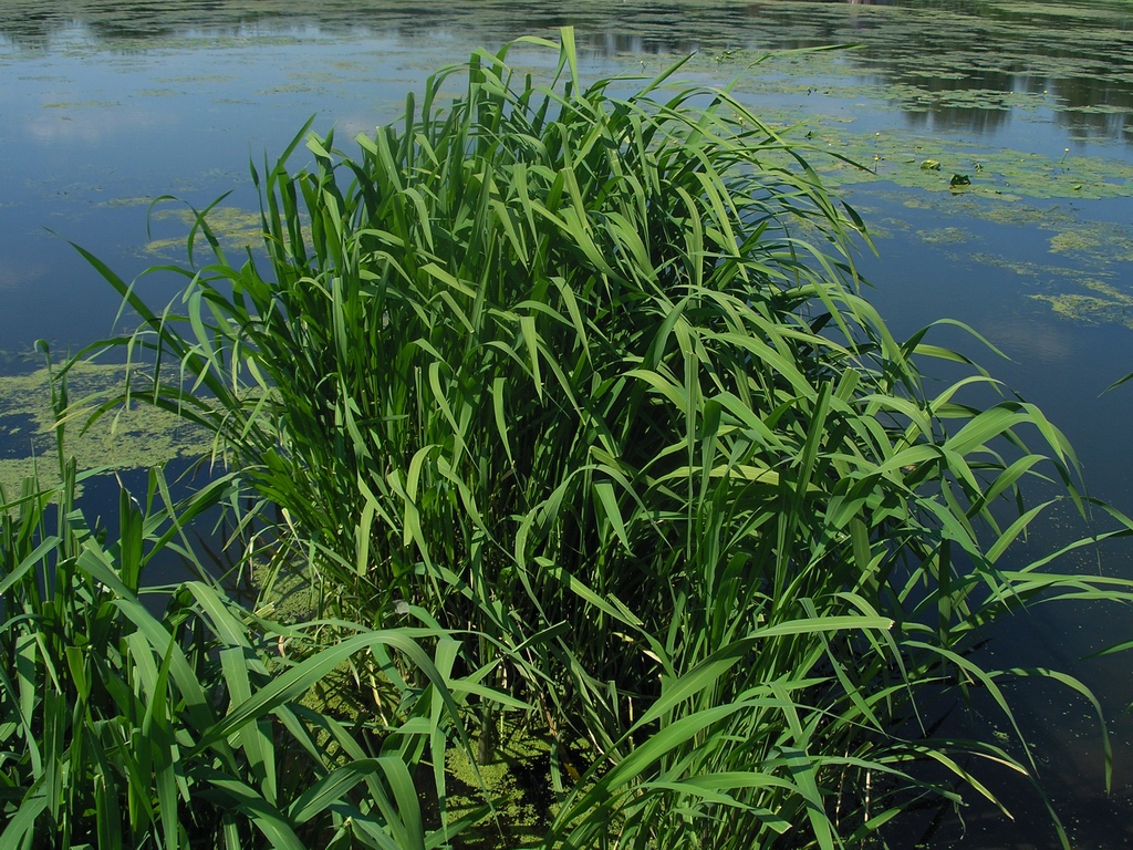 Image of Zizania latifolia specimen.