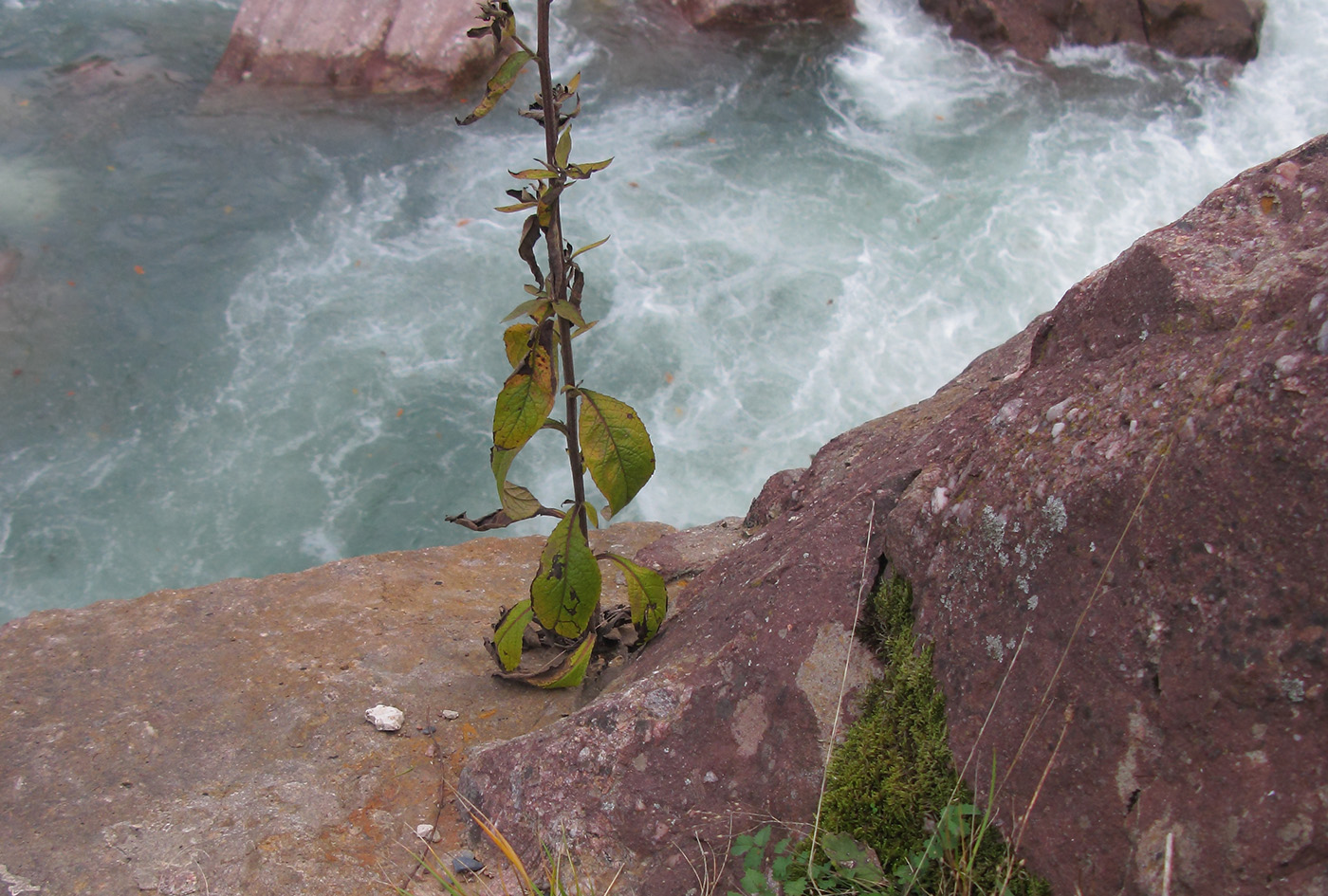 Image of Inula conyza specimen.